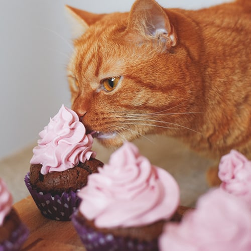 cat and sweets