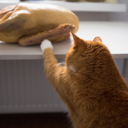 cat and turkey