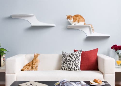 cat shelves