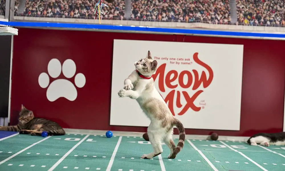 The Most Important Sporting Event of the Year Hallmark Channel's Cat Bowl!