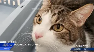 Wow! A Cat in Washington Gets a 3D Printed Skull
