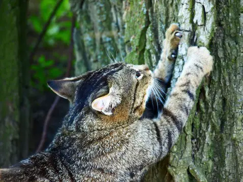 cat scratcher