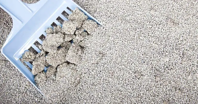 Automatic Litter Boxes Make Cat Ownership Easier!