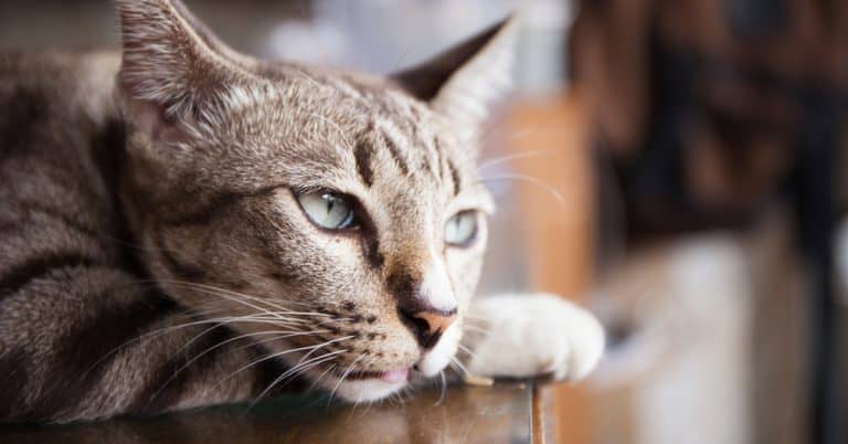 5 Ways to Keep Your Cat from Being Bored