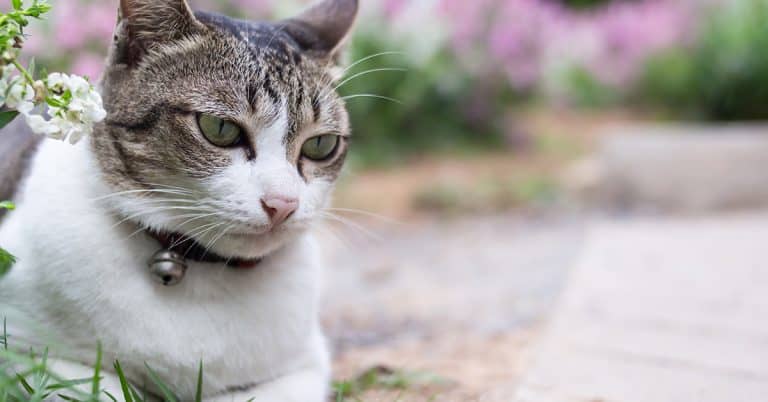 5 Types of Collars for Cats (and the Benefits of Each)