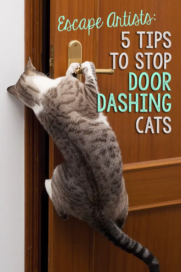 Cat on sale door dashing