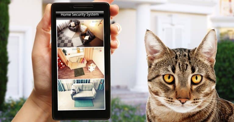 3 Reasons Pet Parents Need a Home Security Camera