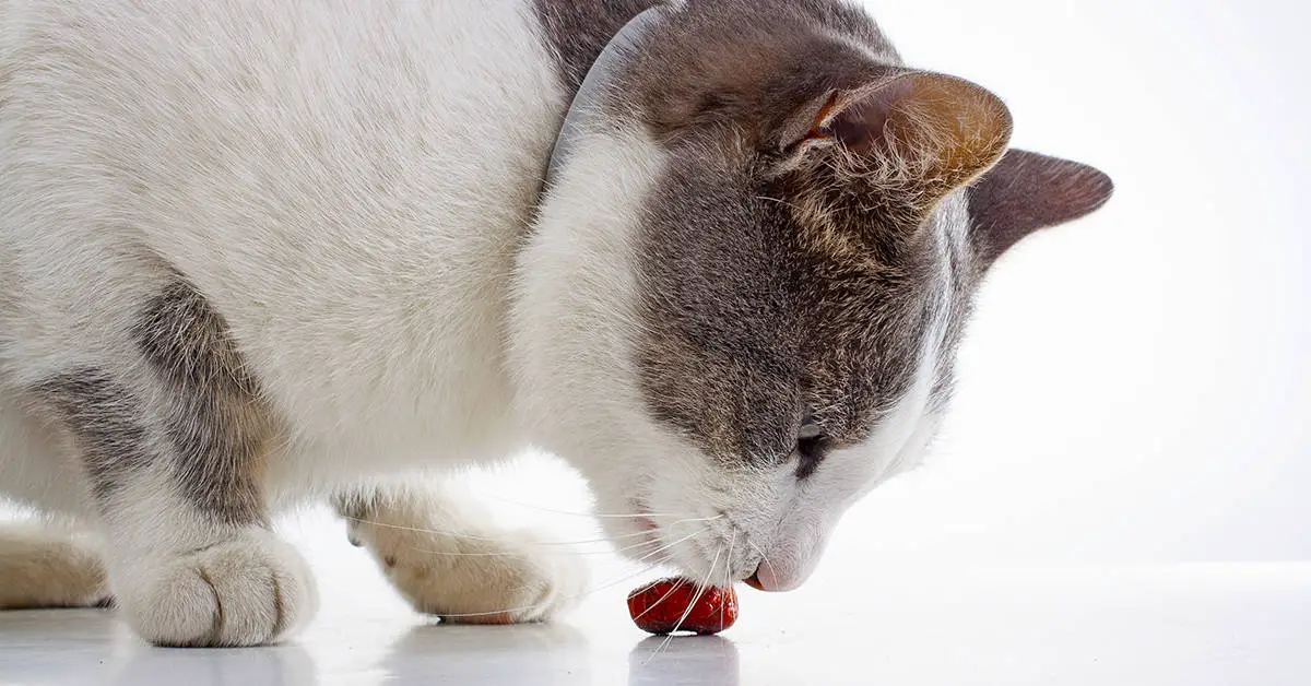 Give Your Cat Treats That Serve a Purpose