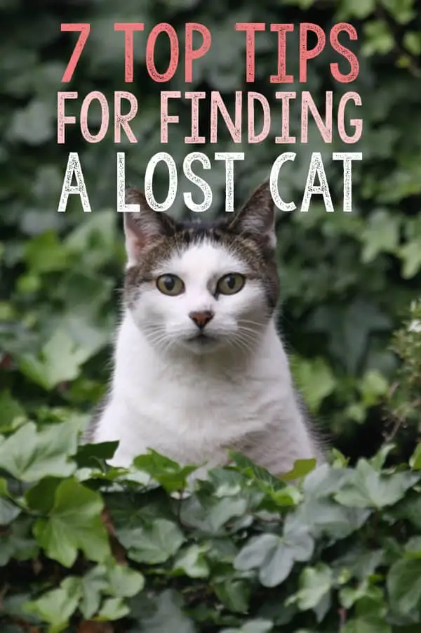 7 Tips for Finding a Lost Cat  The Catington Post