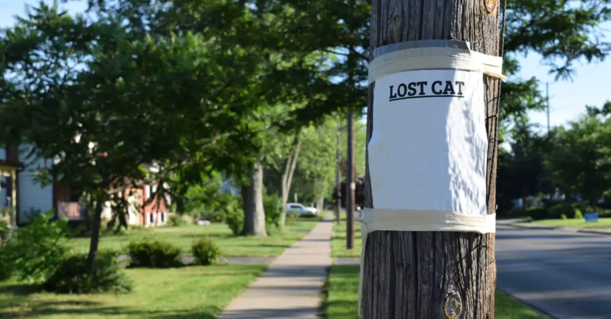 finding a lost cat