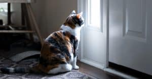 Escape Artists: 5 Tips to Stop Door Dashing Cats