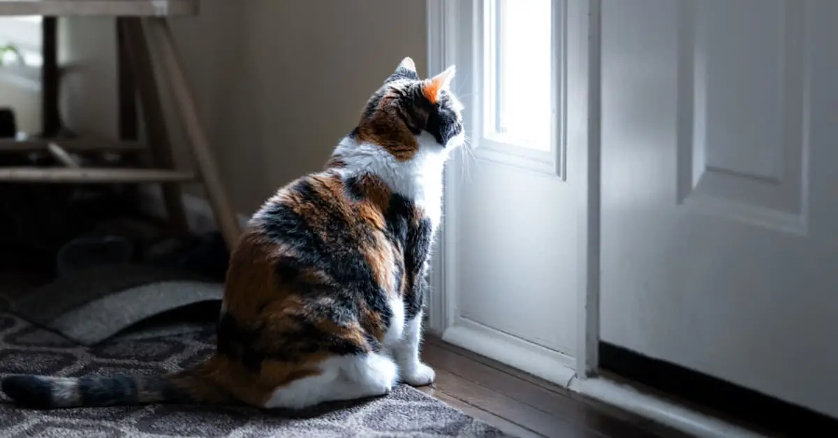 Door store dashing cat