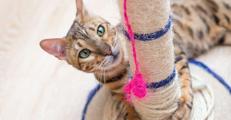 How to Choose a Cat Scratcher (& Get Your Cat to Use it!)