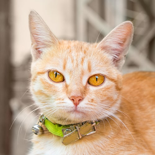 breakaway cat collars