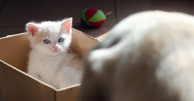 Tips for Introducing a New Cat to Your Family