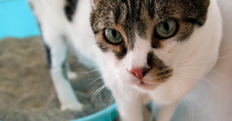 The Scoop on Poop: What You Can Learn from the Litter Box