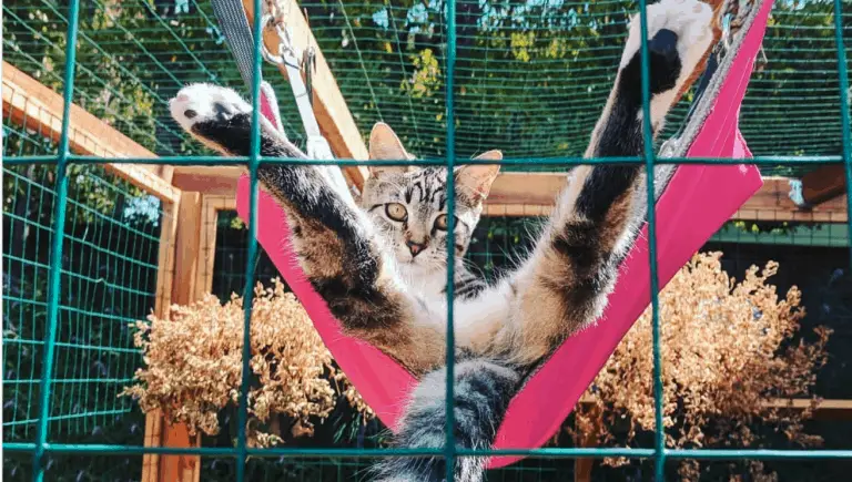 Show Stopping Catios Every Cat Lover Needs To See