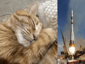 Oregon Man to Launch His Cat’s Ashes Into Orbit