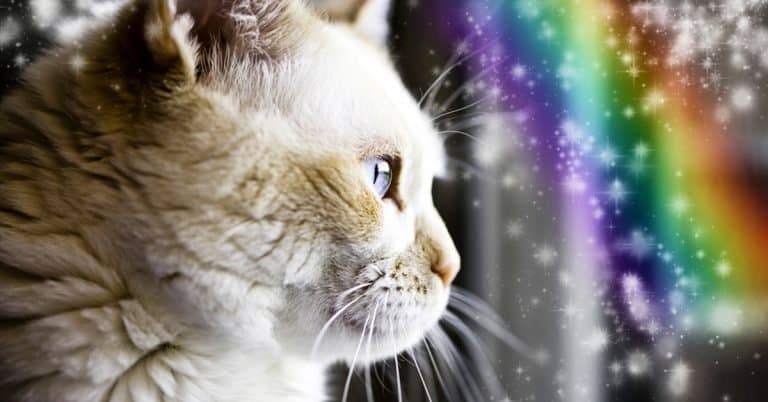 Gone But Not Forgotten: How to Cope With & Mourn the Loss of a Pet