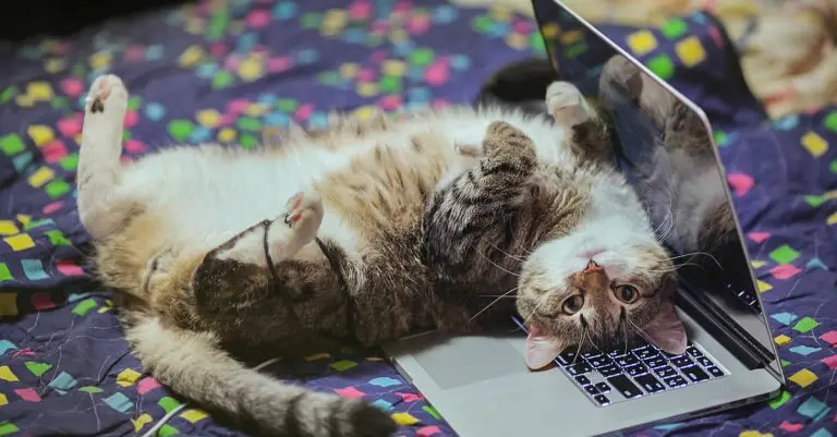 Three Cat Trends Marking Their Territory In 2019