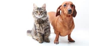 Dog Breeds That Get Along Best (and Worst) With Cats!