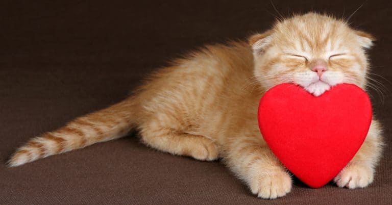 Valentine’s Day Gifts for Cats