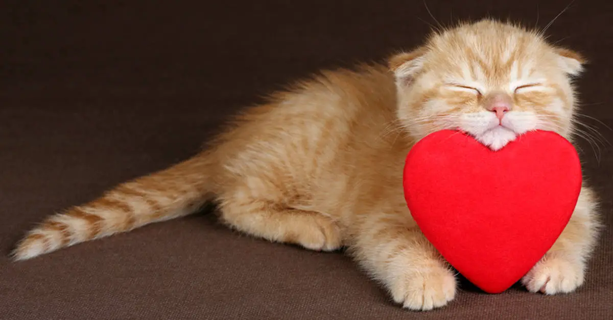 Valentine's Day Gifts for Cats - The Catington Post