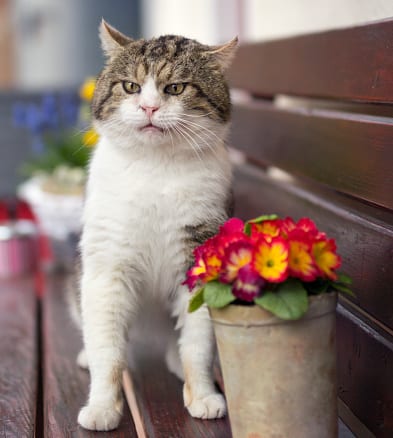 cats can become stressed by scented items and fragrances in your home