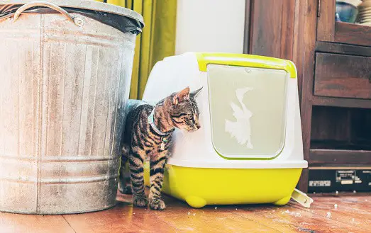 the litter box placement could be a source of stress for kitty