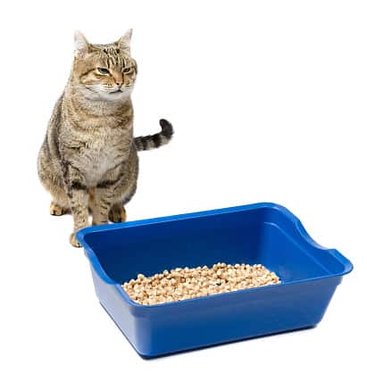 tabby cat making a funny face next to the litter box, doesn't want to use it because he's stressed.