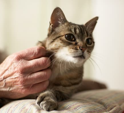 cats often get overstimulated while being petted.