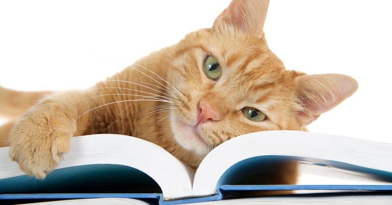 Yes, You Can Train Your Cat! Here’s How