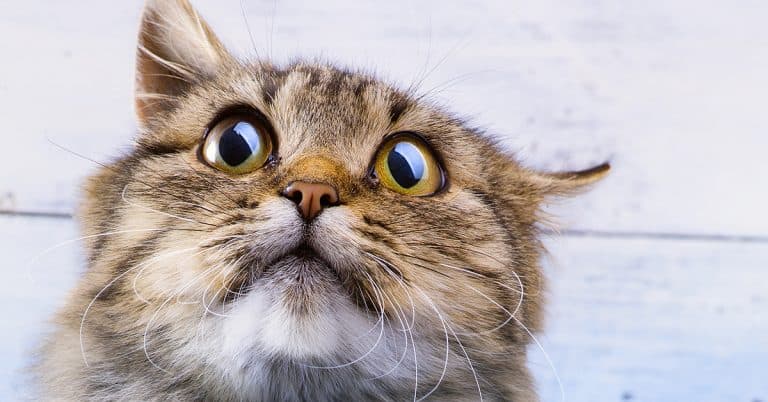 3 Unique Solutions to Calm Your Cat