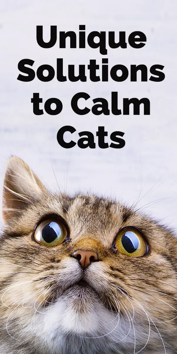 There is nothing more worrisome than a cat who is obviously stressed. And, many pet parents would prefer not to use drugs to treat their stressed-out cat. Fortunately, there are a number of drug-free products available to help calm down frazzled felines. Here’s a look at a few unique - but quite effective - calming solutions for cats.