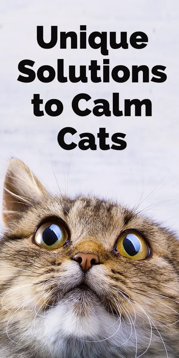 cat sounds to calm your cat