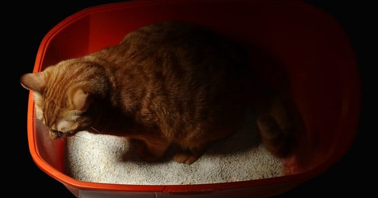 Monitor Your Cat’s Health with Diagnostic Cat Litter