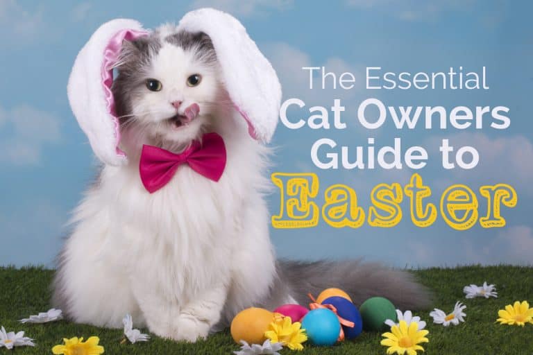 The Essential Cat Owners Guide to Easter