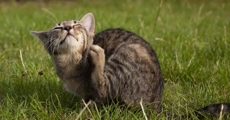 A Cat Owner’s Guide to Flea Control