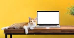 Using Technology to Keep Track of Your Cat