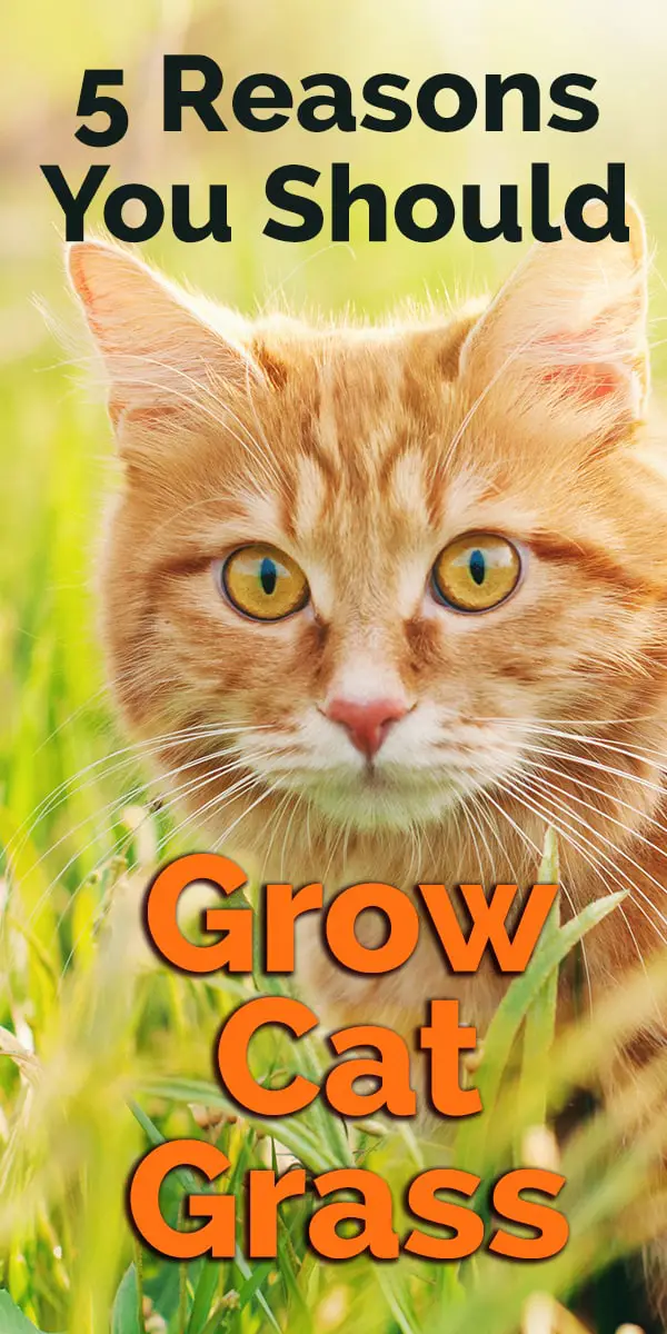grow cat grass pin