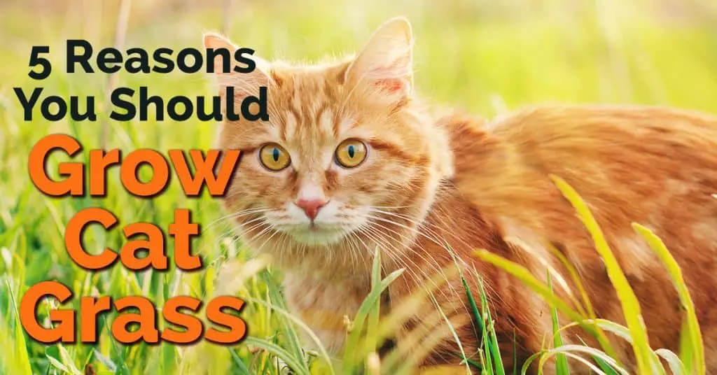 5 Reasons You Should Grow Cat Grass - The Catington Post