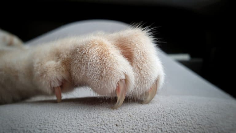 Making Biscuits: Why Do Cats Knead with Their Claws?
