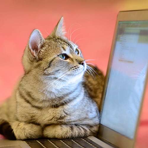 technology like GPS trackers can be the perfect way to keep track of your cat