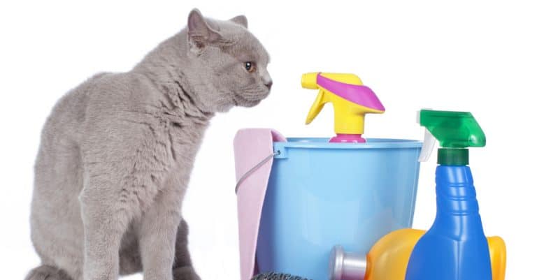 A Spring Cleaning Guide for Cat Parents