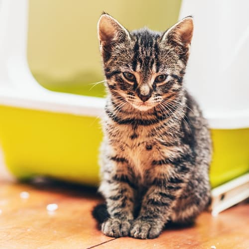 cat and litter box