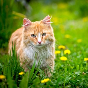 5 Ways to Keep Pests Away Without Endangering Your Cat