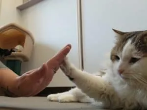 Teach Your Cat to High Five (And Support a Great Cause!)