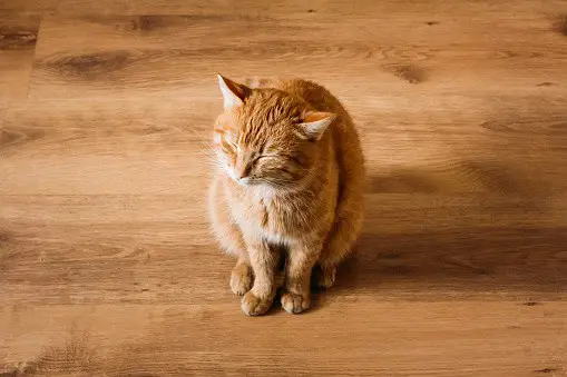 How To Clean Cat Pee From Everything The Catington Post