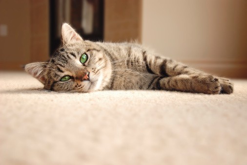 clean cat urine from carpet