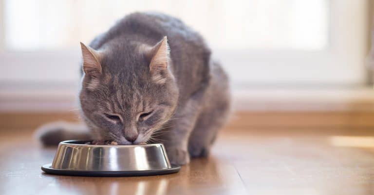 Choosing a Bowl for Your Cat (It’s Not As Easy As You Think!)